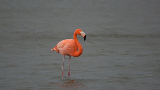 Fenicottero caraibico - ML646136859