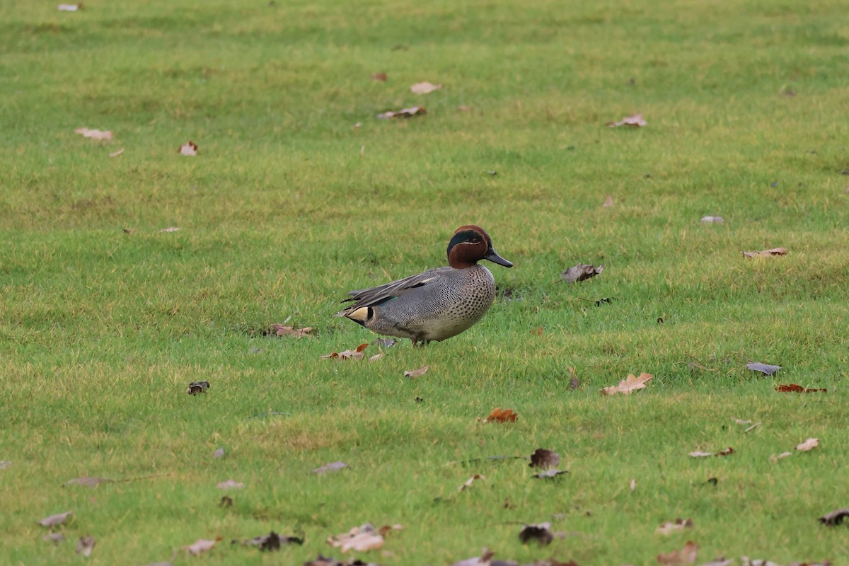 Green-winged Teal (Eurasian) - ML646136878