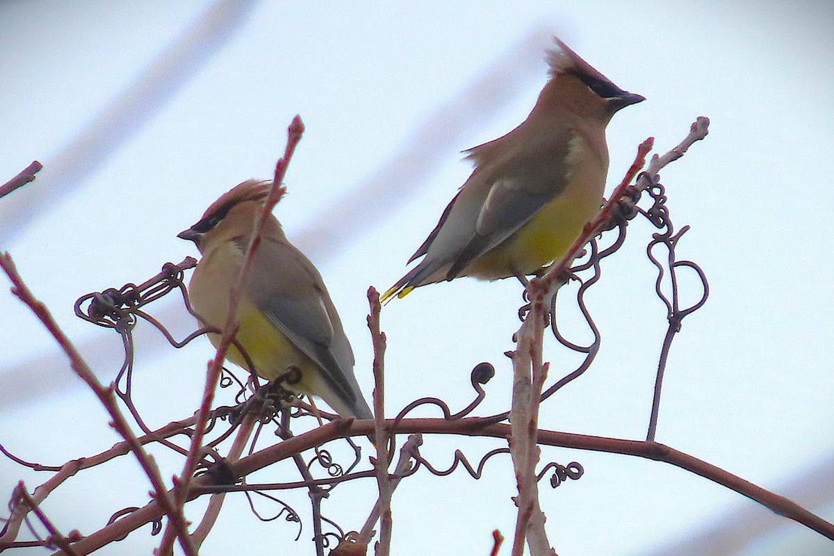 Кедровый свиристель - ML646136879