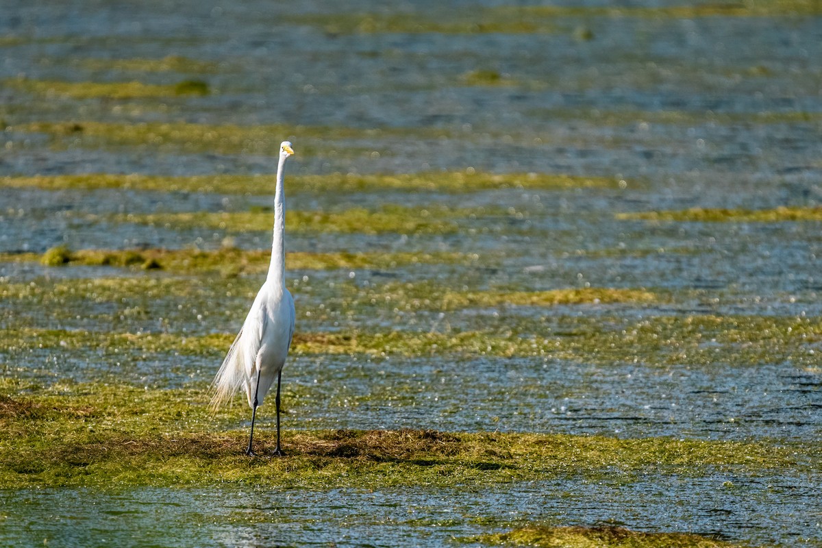 大白鷺 - ML646136883