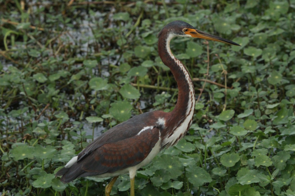 Tricolored Heron - ML646136884
