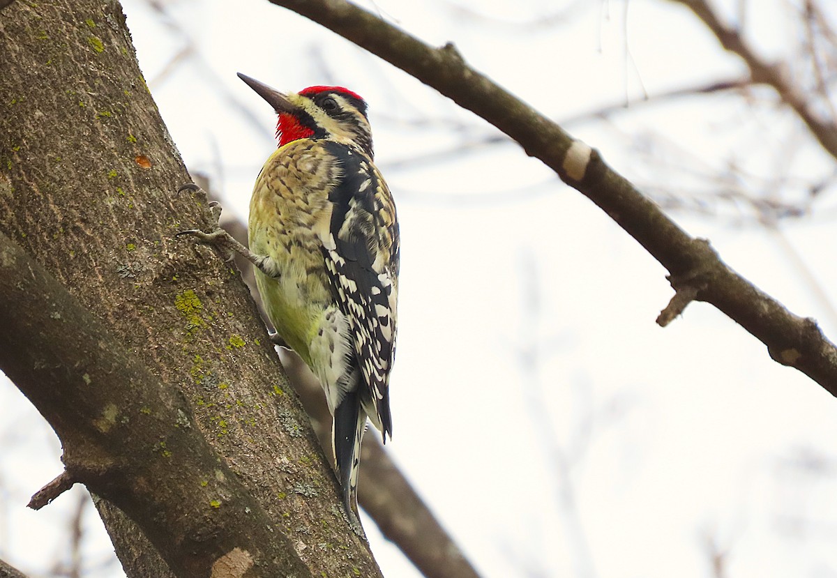 Желтобрюхий дятел-сокоед - ML646136892