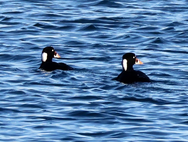 Surf Scoter - ML646136893