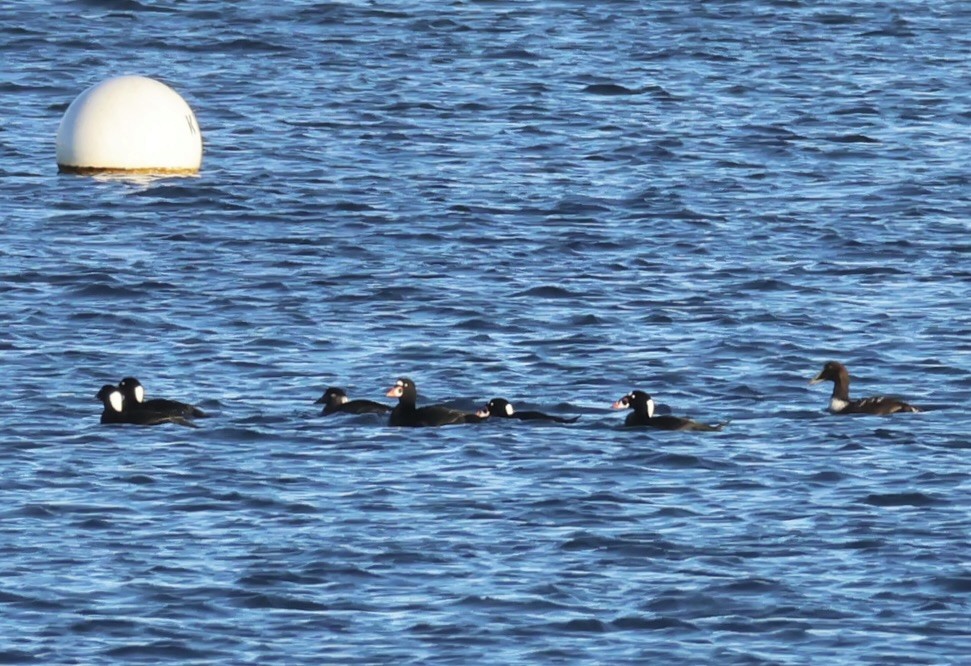 Surf Scoter - ML646136894