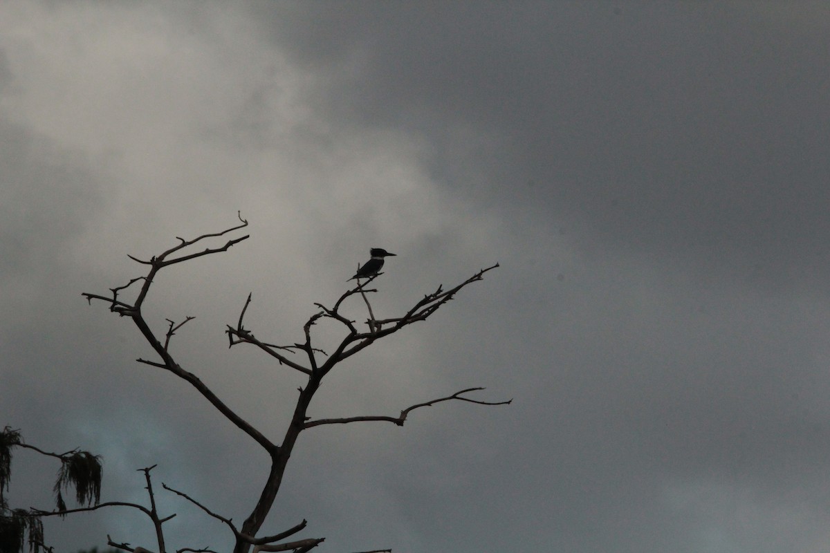 Belted Kingfisher - ML646136900