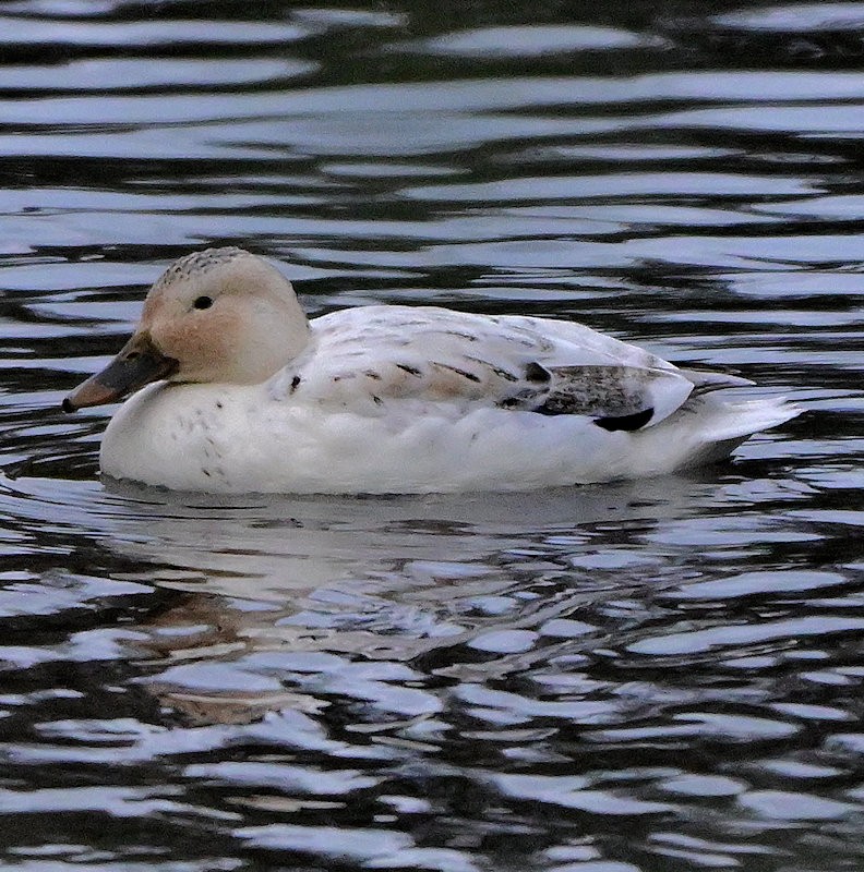 Mallard (Domestic type) - ML646136901
