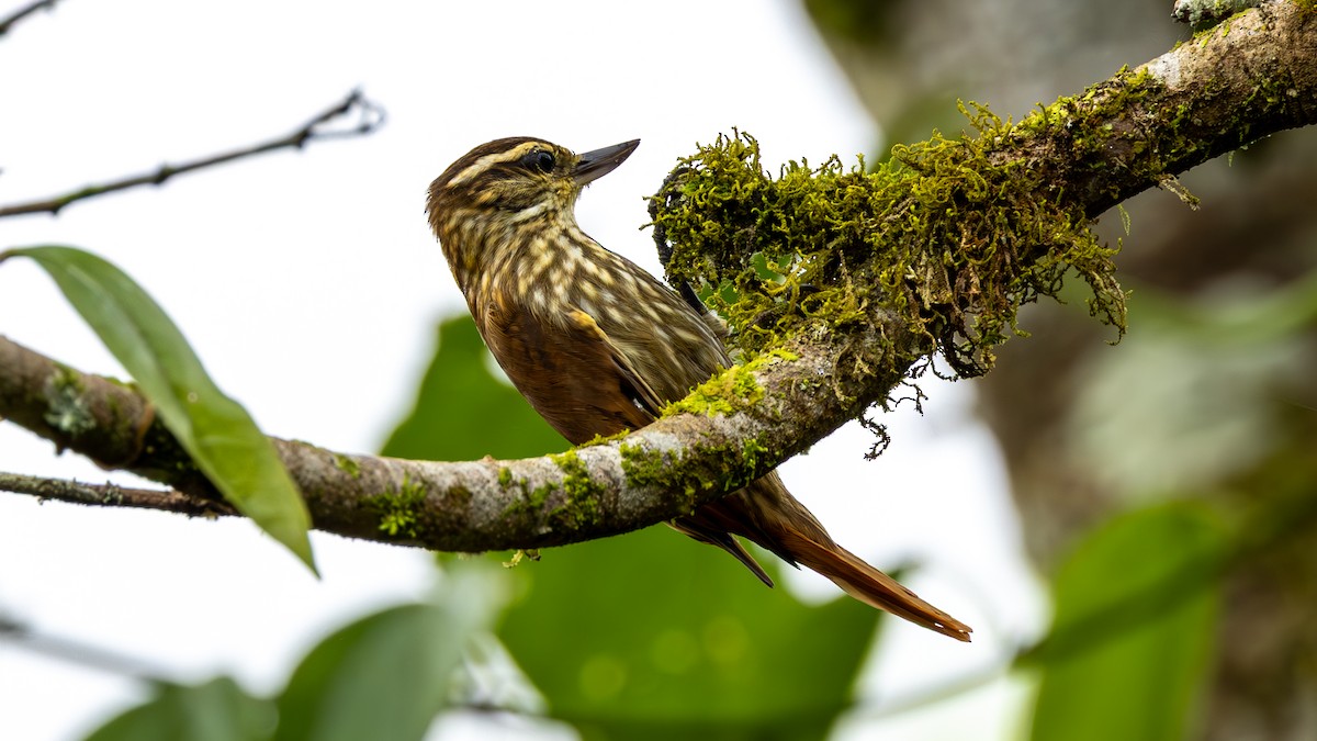 Streaked Xenops - ML646136903