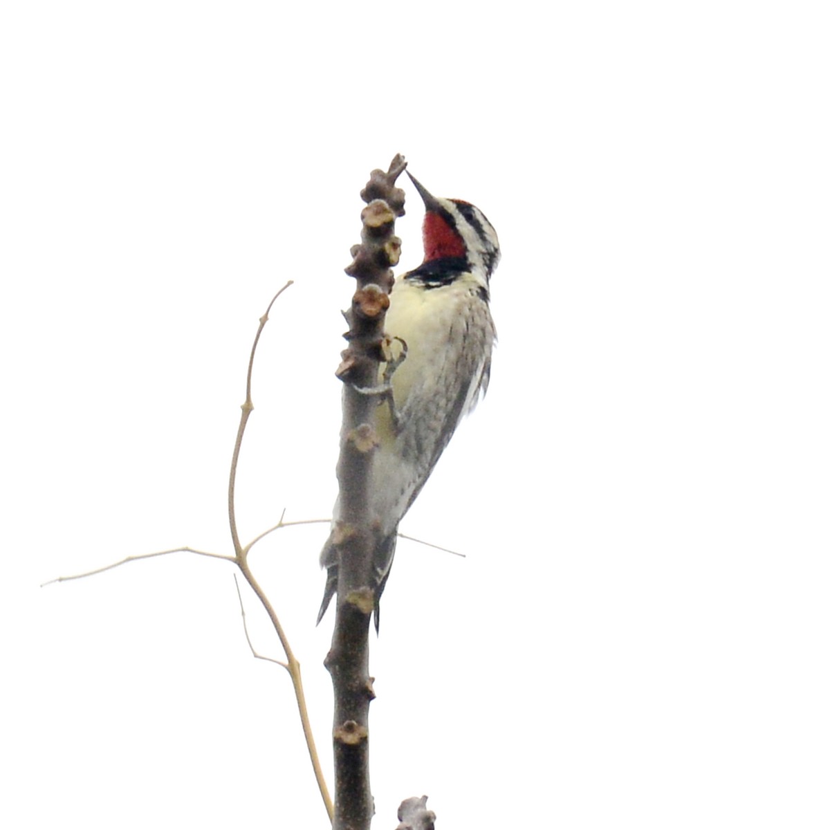 Yellow-bellied Sapsucker - ML646136905