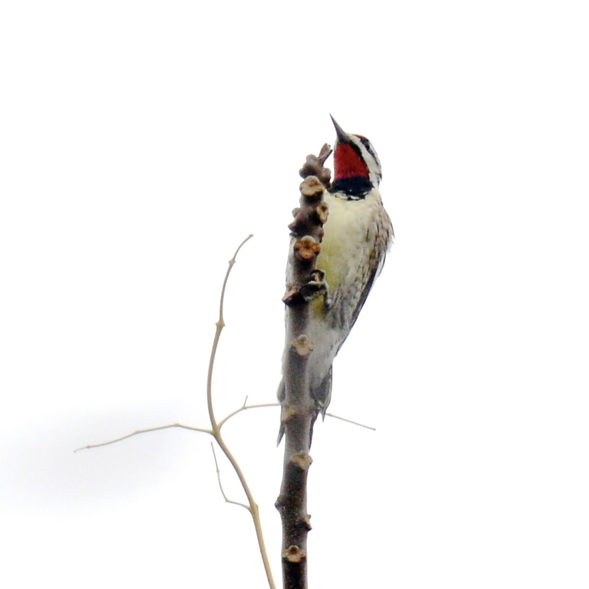 Yellow-bellied Sapsucker - ML646136907