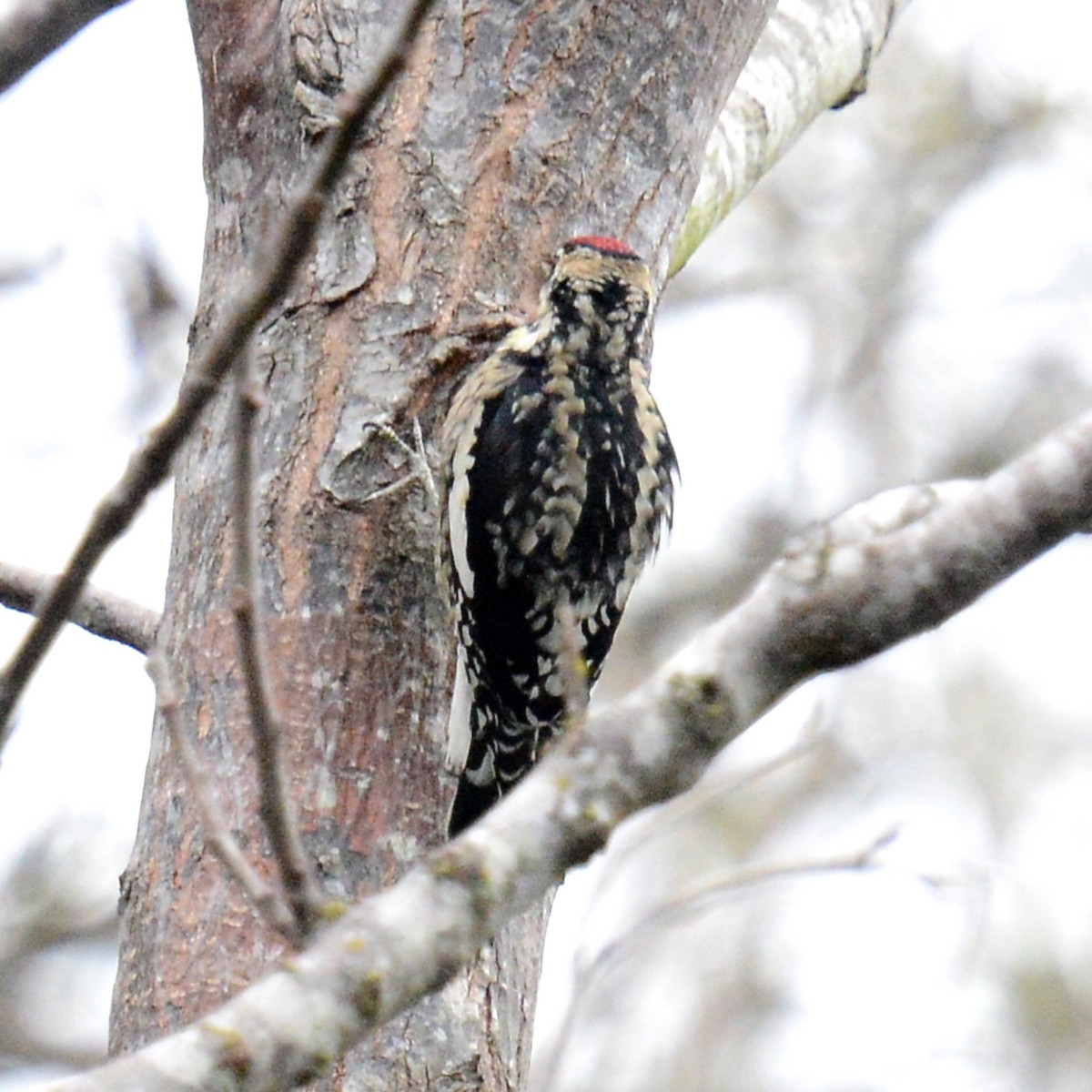 Yellow-bellied Sapsucker - ML646136909