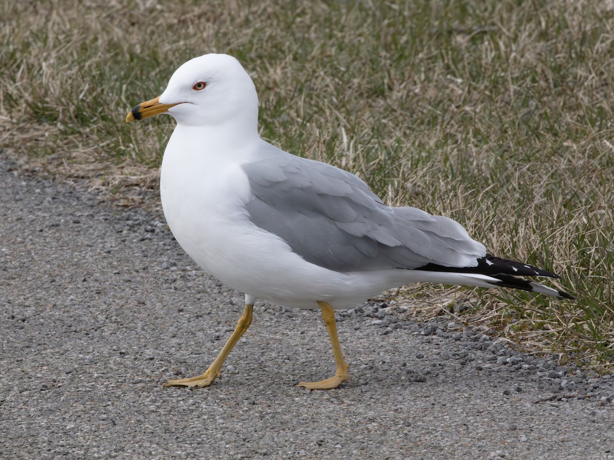 Ring-billed Gull - ML646136910