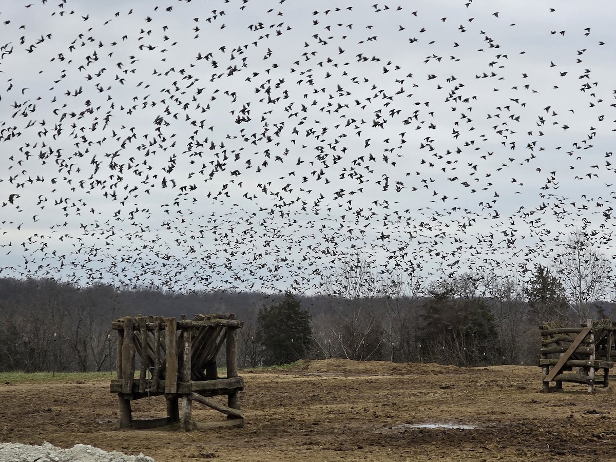 European Starling - ML646136911