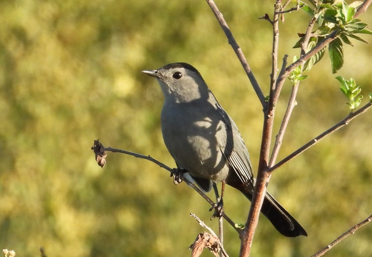 Gray Catbird - ML646136912