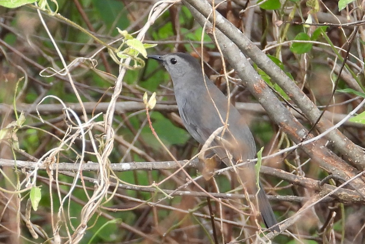 Gray Catbird - ML646136913
