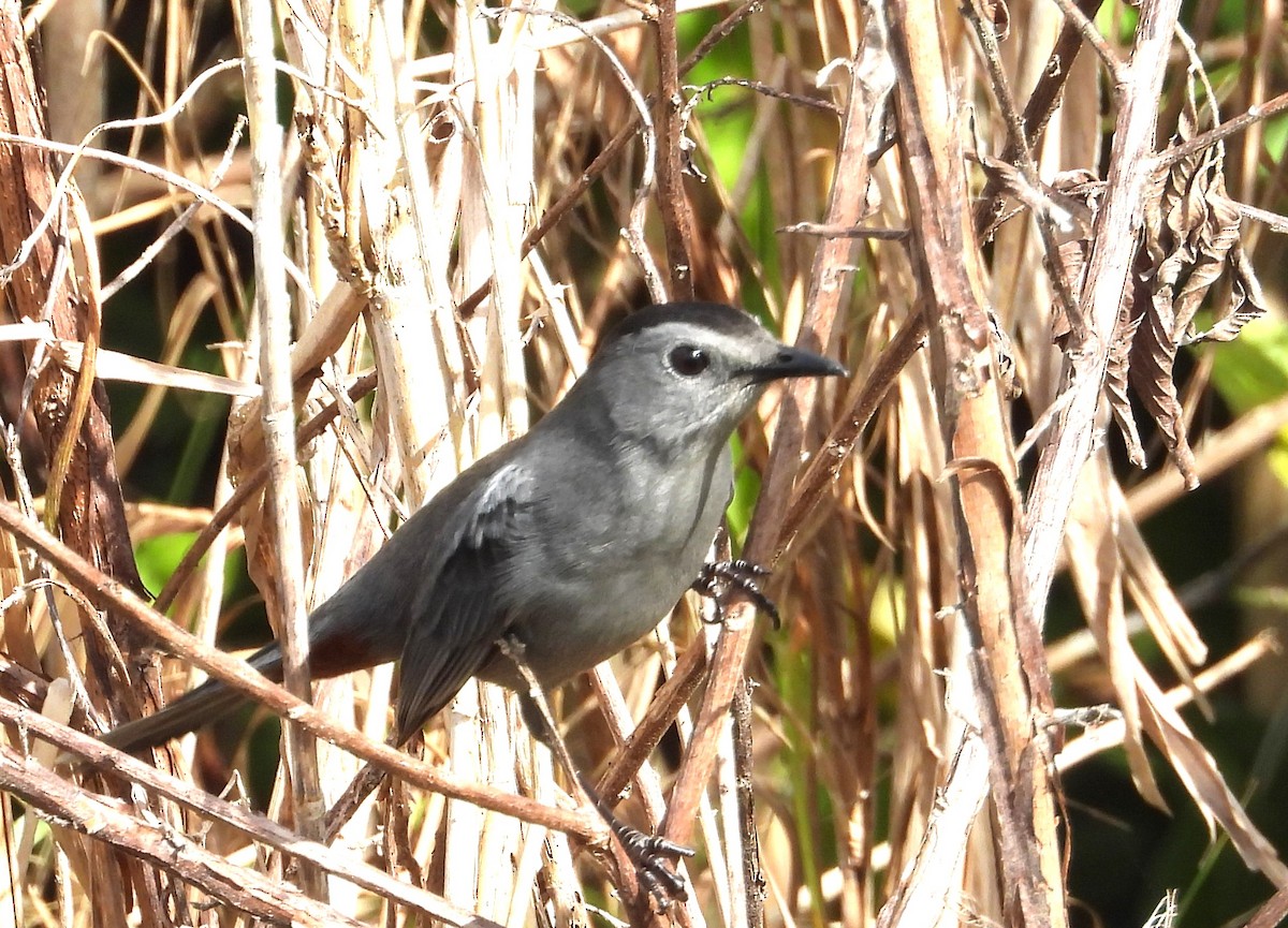 Gray Catbird - ML646136914