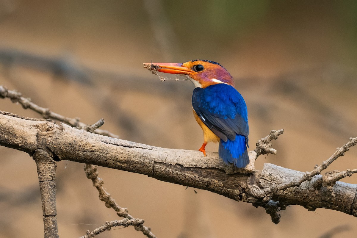 African Pygmy Kingfisher - ML646136924