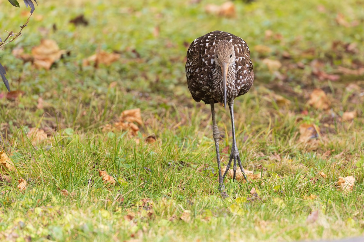 Limpkin - ML646136926