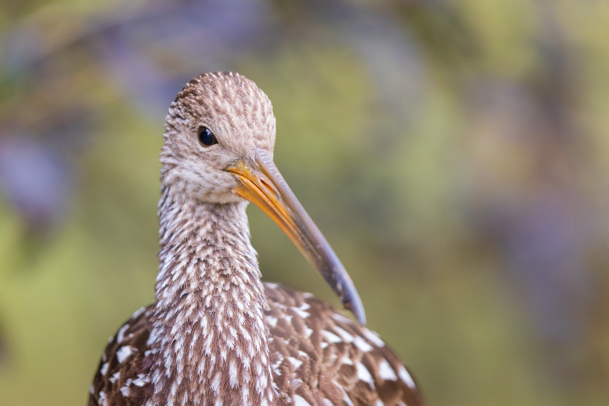 Limpkin - ML646136927