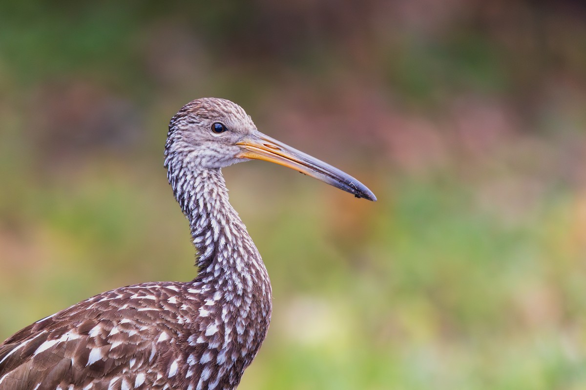 Limpkin - ML646136928