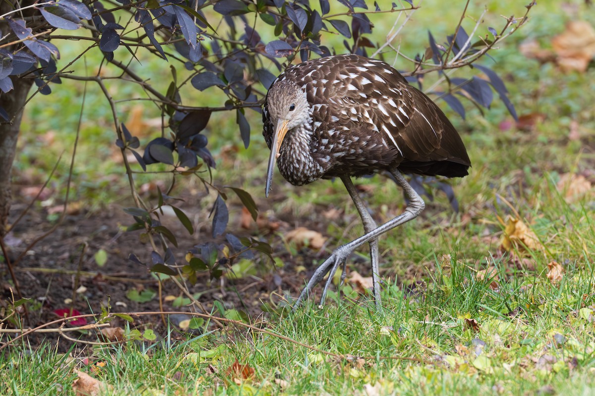 Limpkin - ML646136929