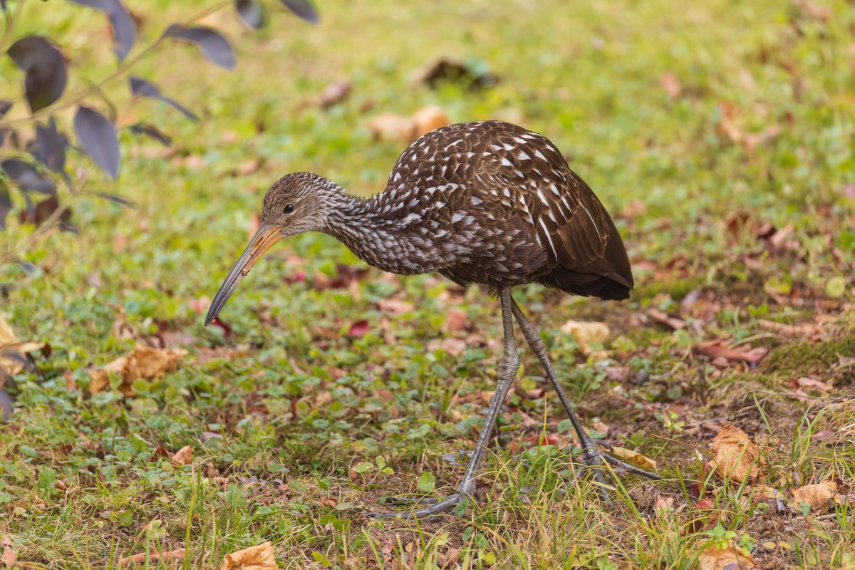 Limpkin - ML646136930
