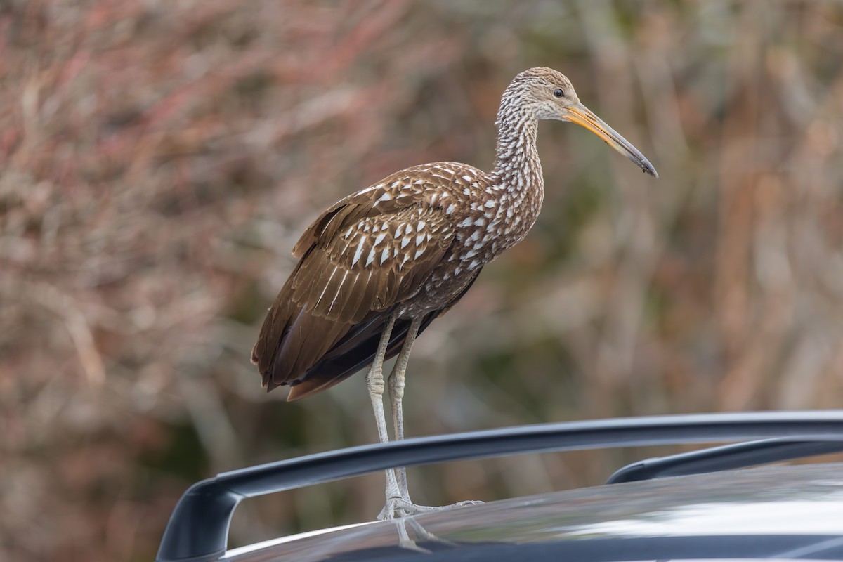Limpkin - ML646136931