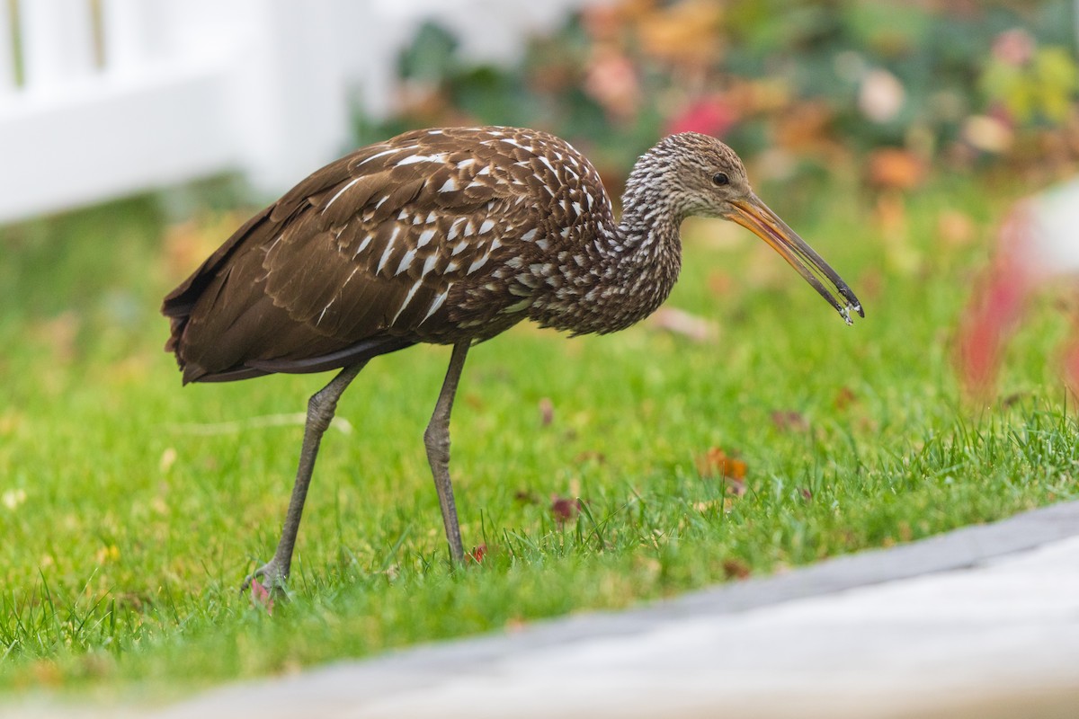 Limpkin - ML646136932