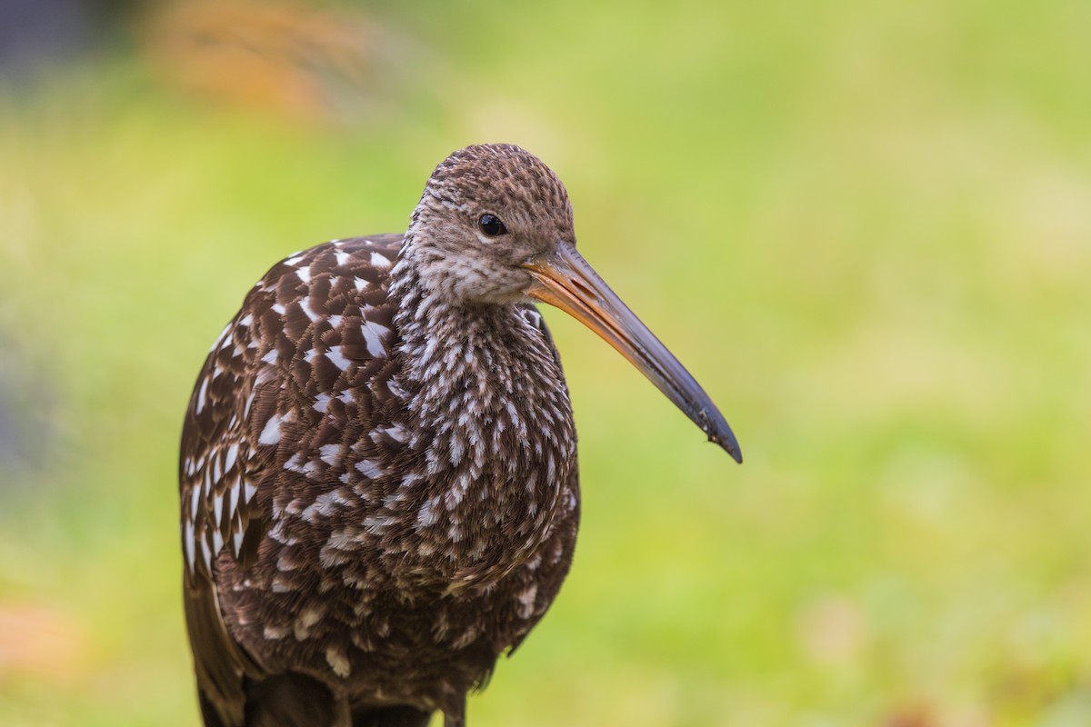 Limpkin - ML646136933