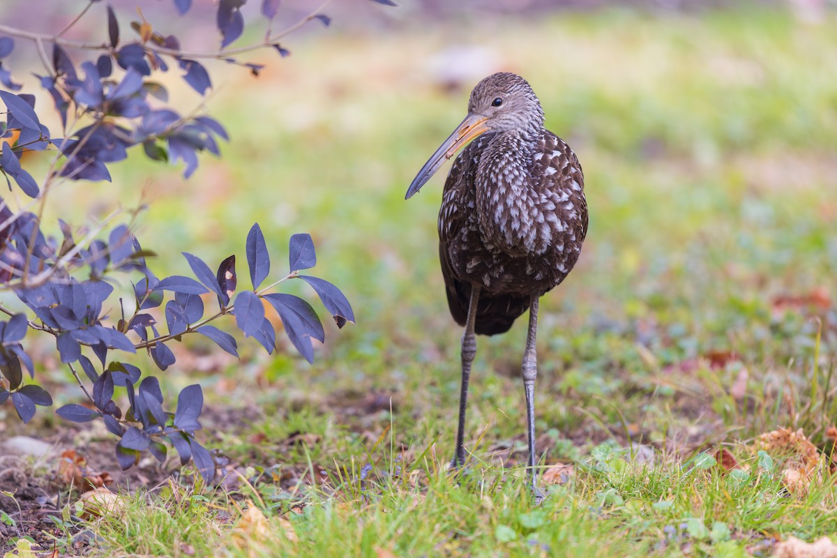 Limpkin - ML646136934