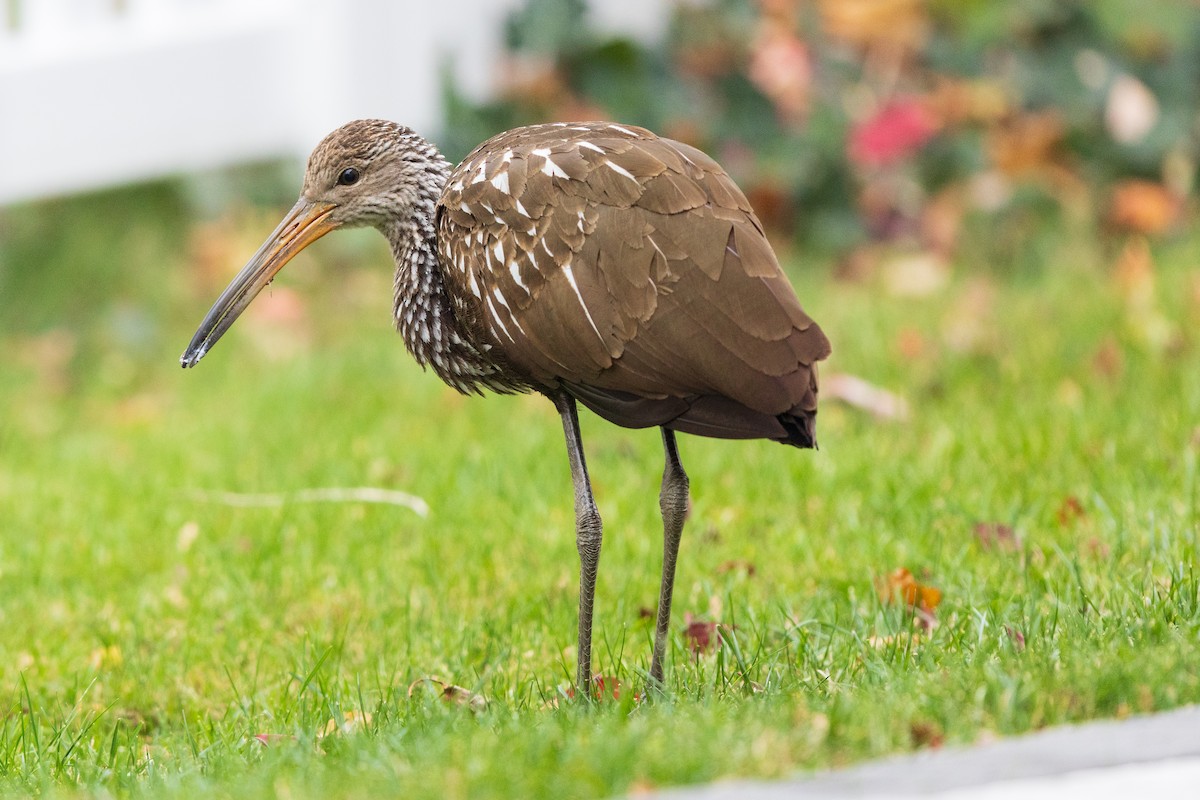 Limpkin - ML646136935