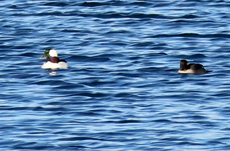 Bufflehead - ML646136936