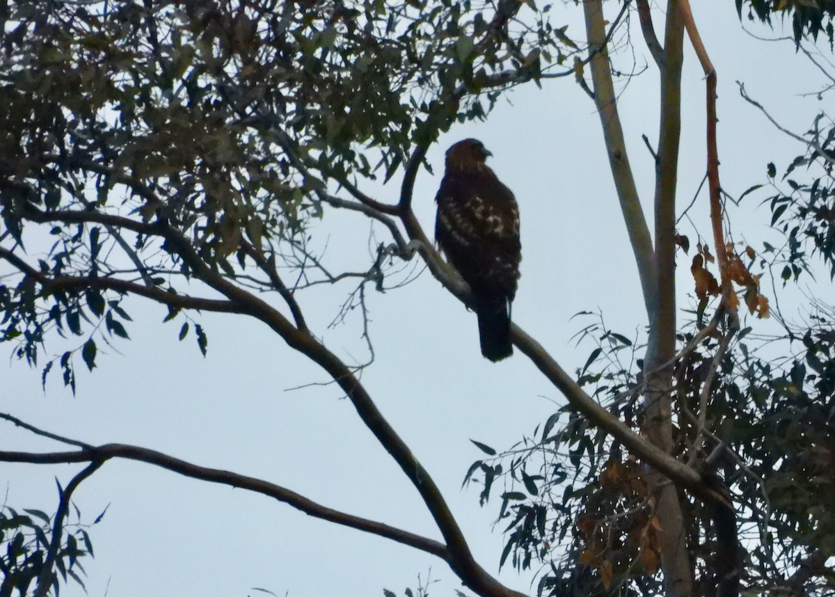 Red-tailed Hawk - ML646136937
