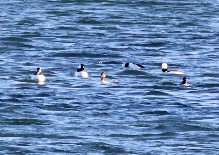 Bufflehead - ML646136940