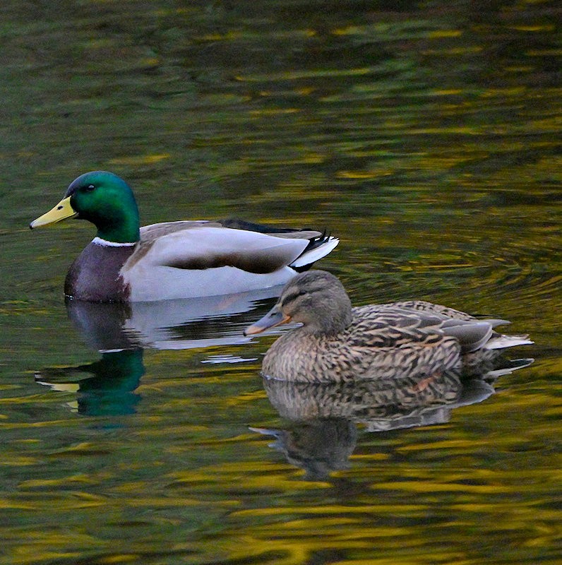 Mallard - ML646136941