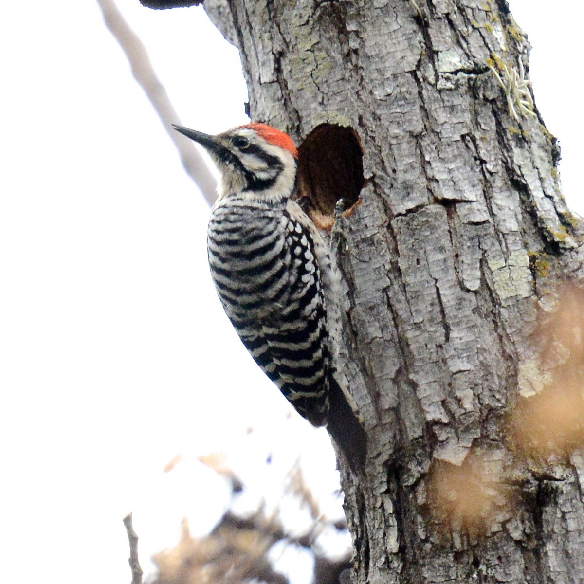 Ladder-backed Woodpecker - ML646136942