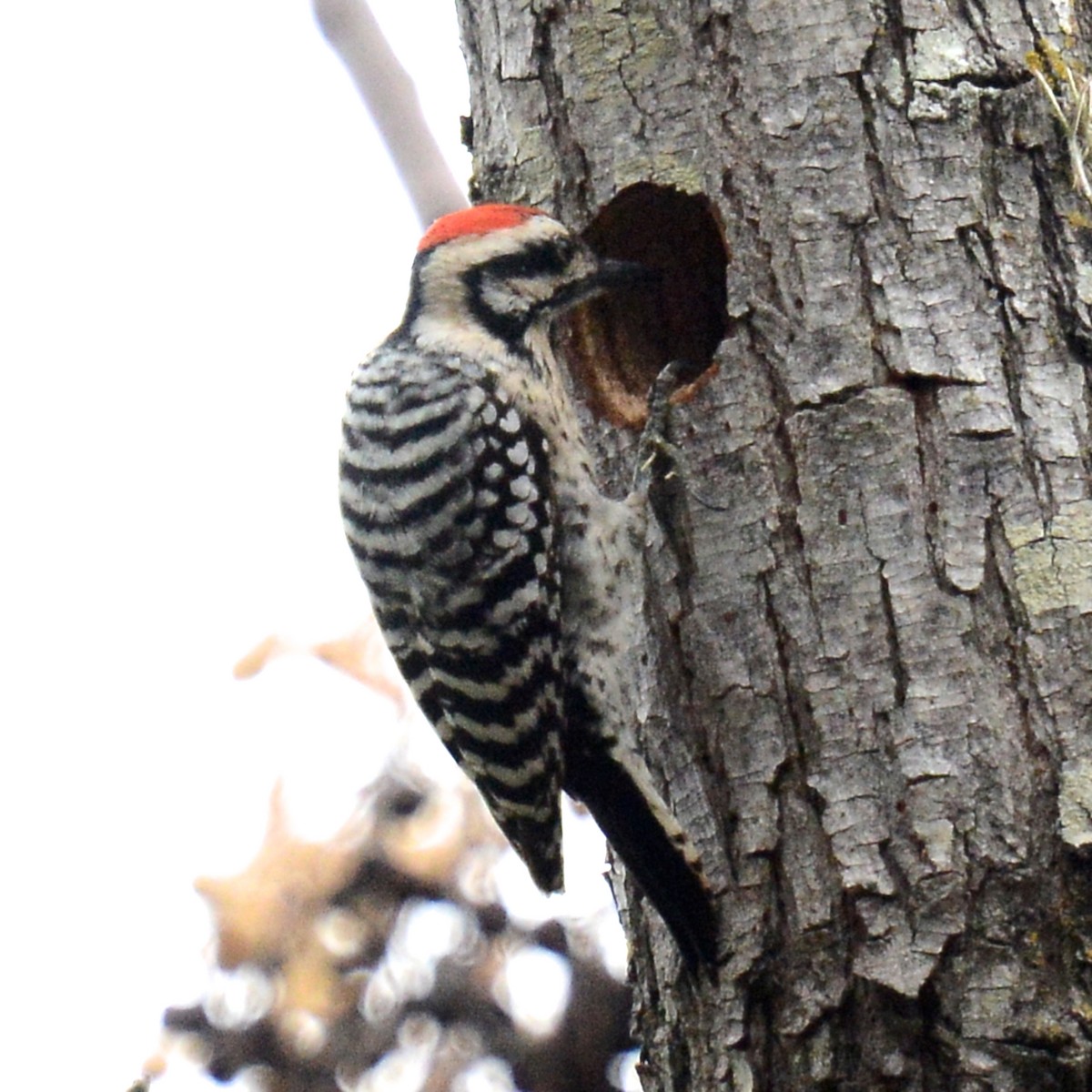Ladder-backed Woodpecker - ML646136943