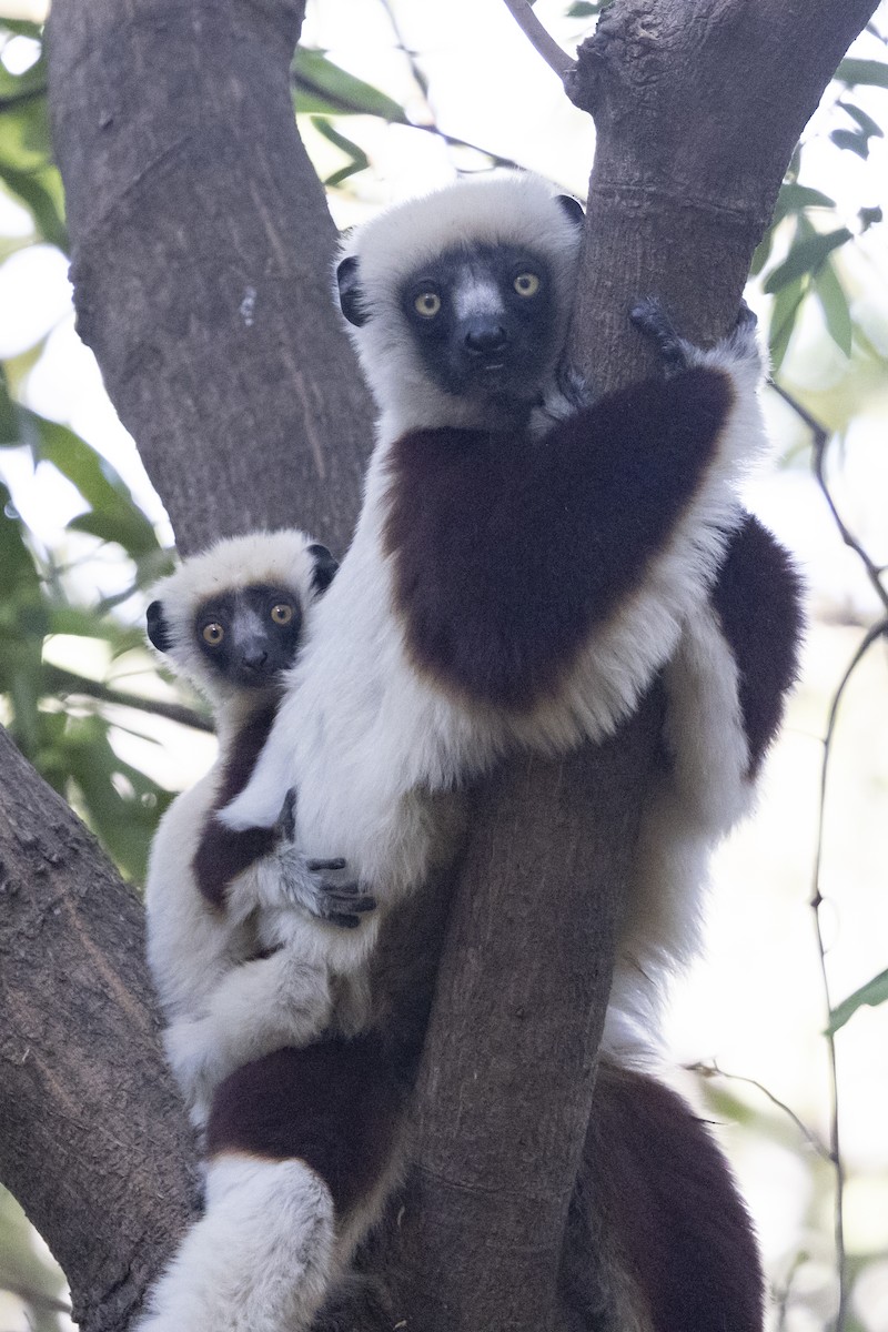 Coquerel's Sifaka - ML646136944