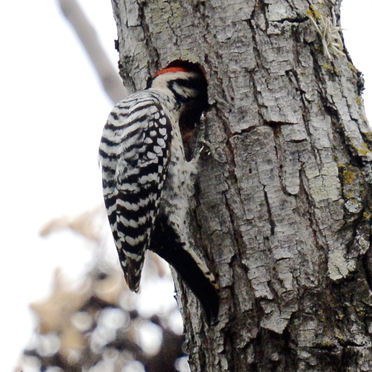 Ladder-backed Woodpecker - ML646136945