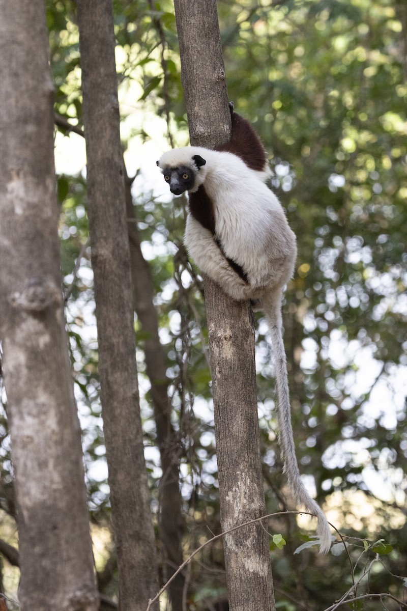 Coquerel's Sifaka - ML646136946