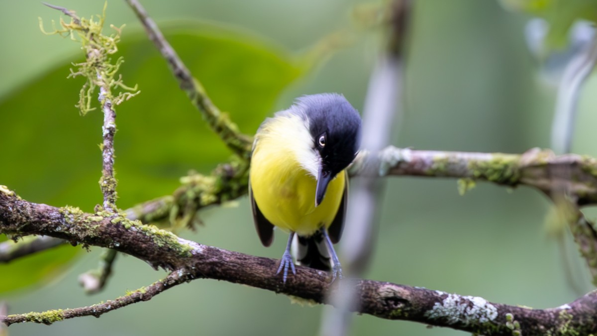 Common Tody-Flycatcher - ML646136947