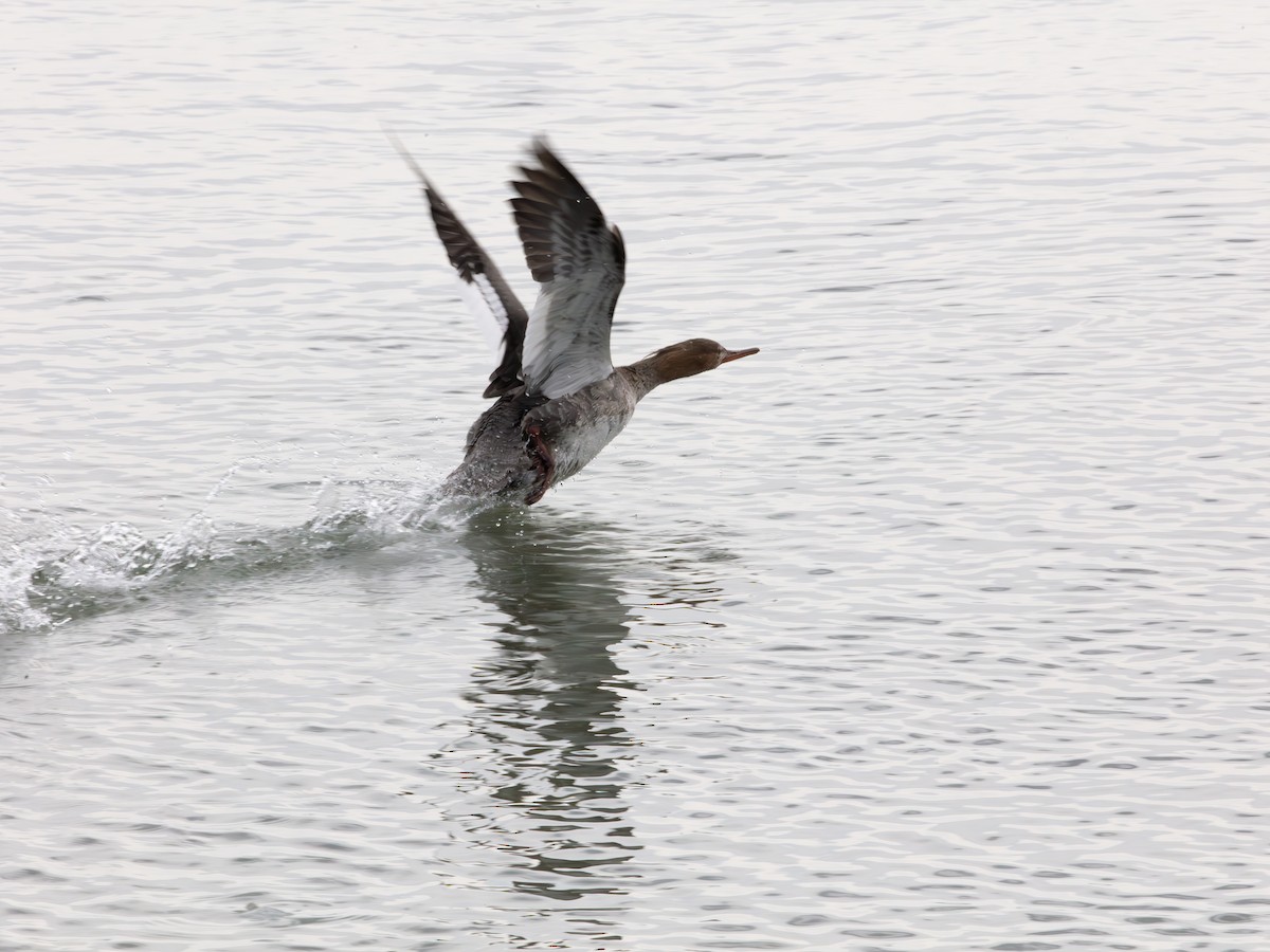 Red-breasted Merganser - ML646136948