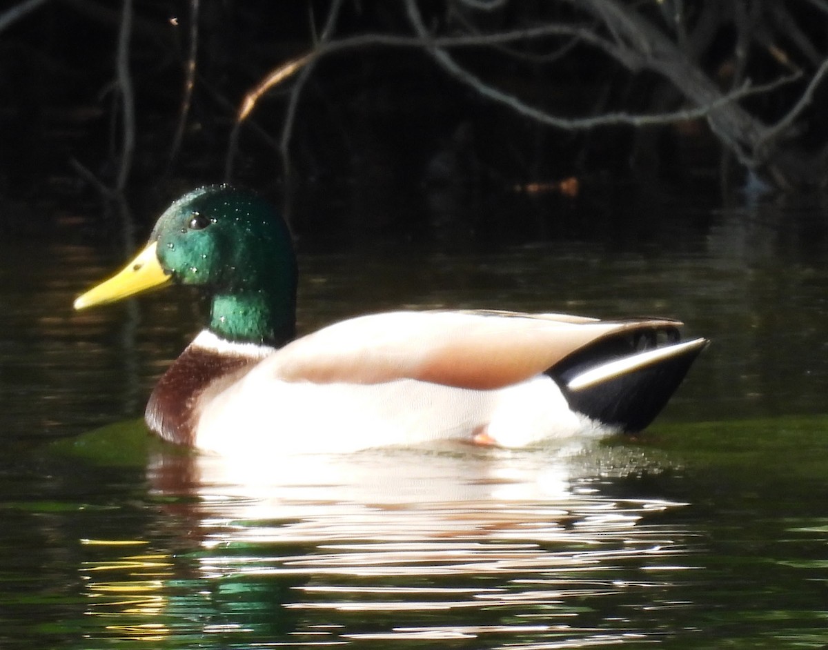 Mallard - ML646136953