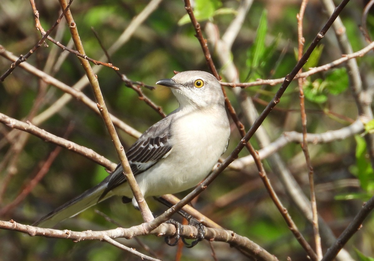 Northern Mockingbird - ML646136954