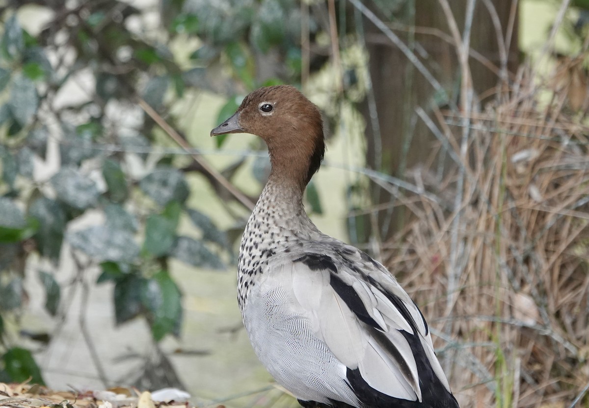 Maned Duck - ML646136956