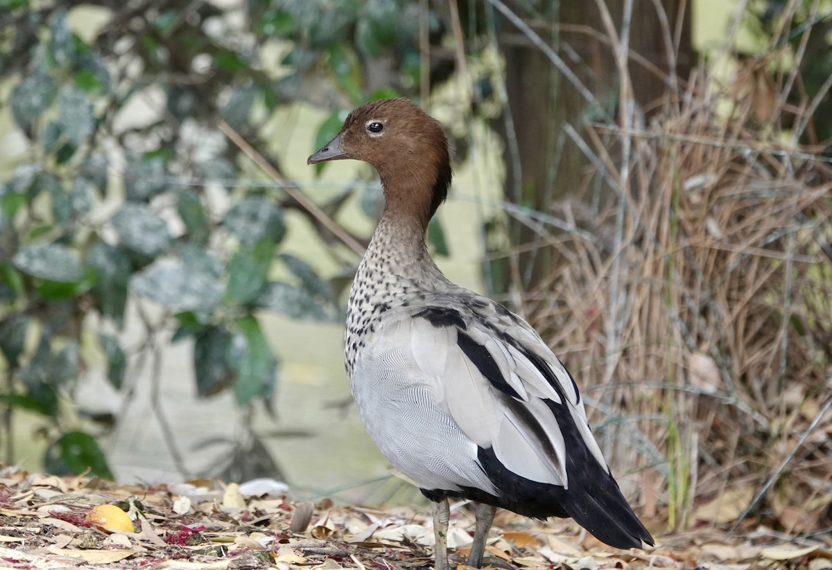 Maned Duck - ML646136957