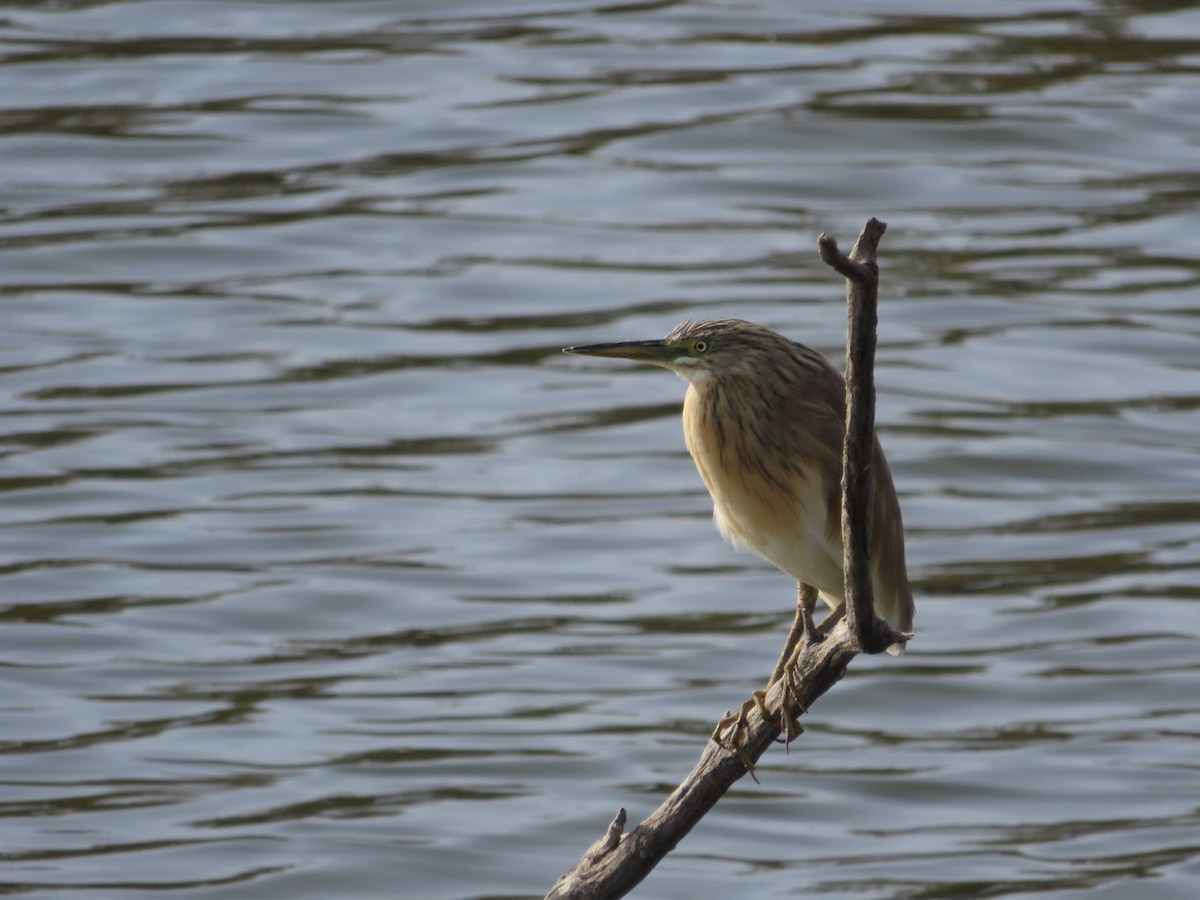 Squacco Heron - ML646136958