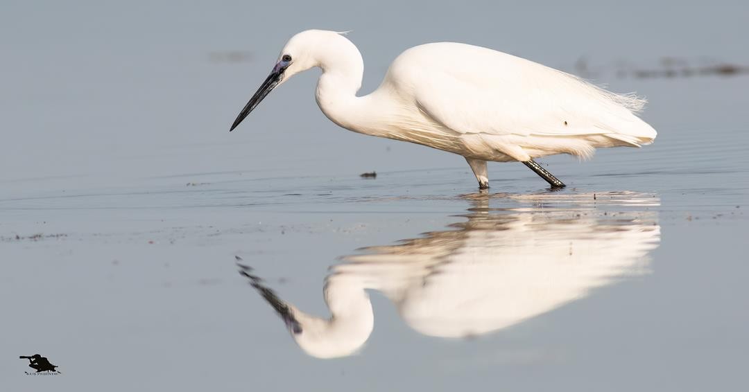 Little Egret - ML646136959