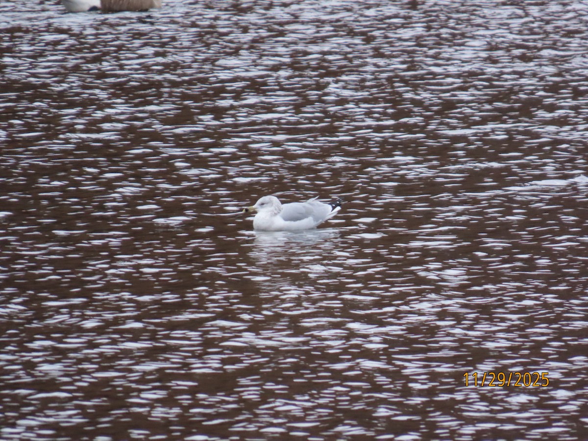 Ring-billed Gull - ML646136960