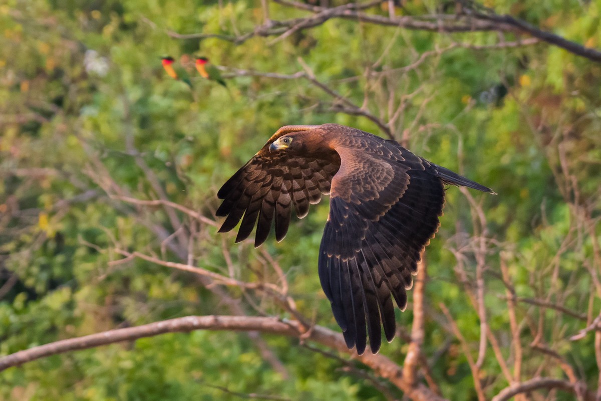 African Harrier-Hawk - ML646136961