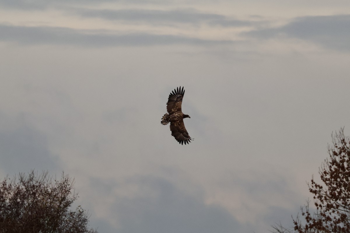 White-tailed Eagle - ML646136962
